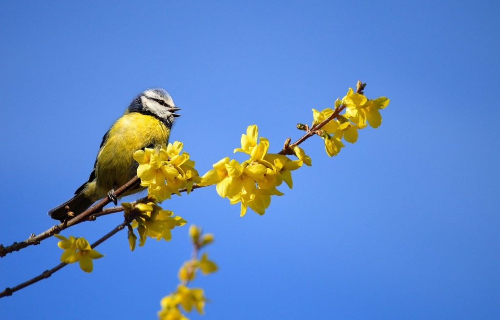 bird, blue tit, forsythia-7880567.jpg