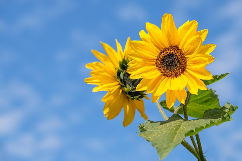 sunflowers, flowers, yellow flowers-4298808.jpg