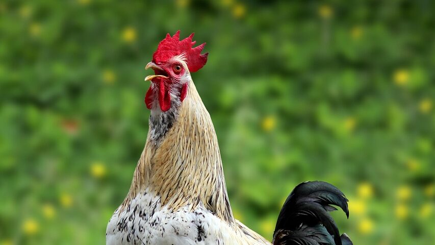 chicken, free range, poultry, farm animal, herb, animal husbandry, gallo, pasture, male